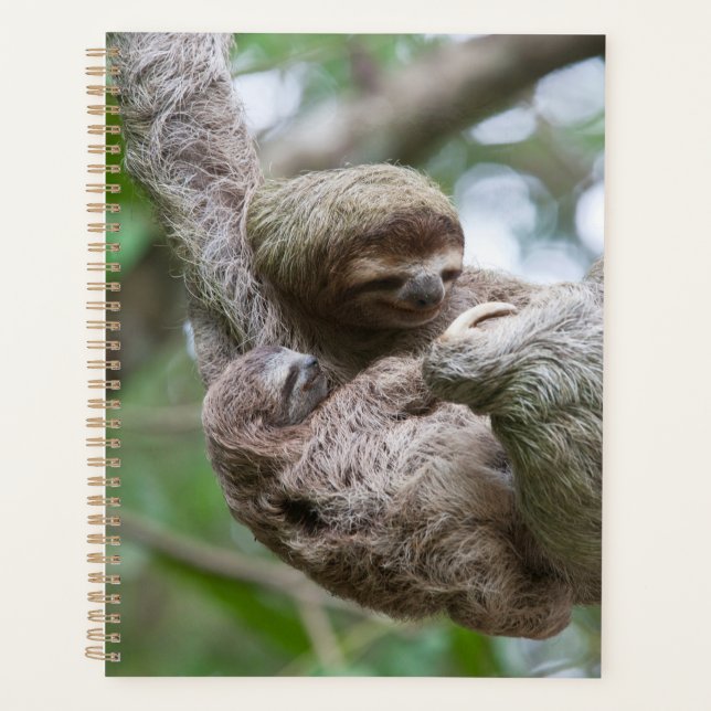Sloth Baby mit Mutter, die von einem Baum hängt Planer (Vorderseite)