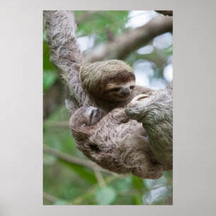 Sloth Baby mit Mutter, die von einem Baum hängt Poster