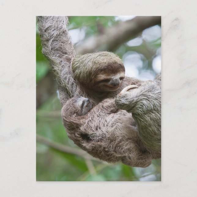 Sloth Baby mit Mutter, die von einem Baum hängt Postkarte (Vorderseite)