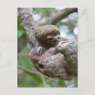 Sloth Baby mit Mutter, die von einem Baum hängt Postkarte
