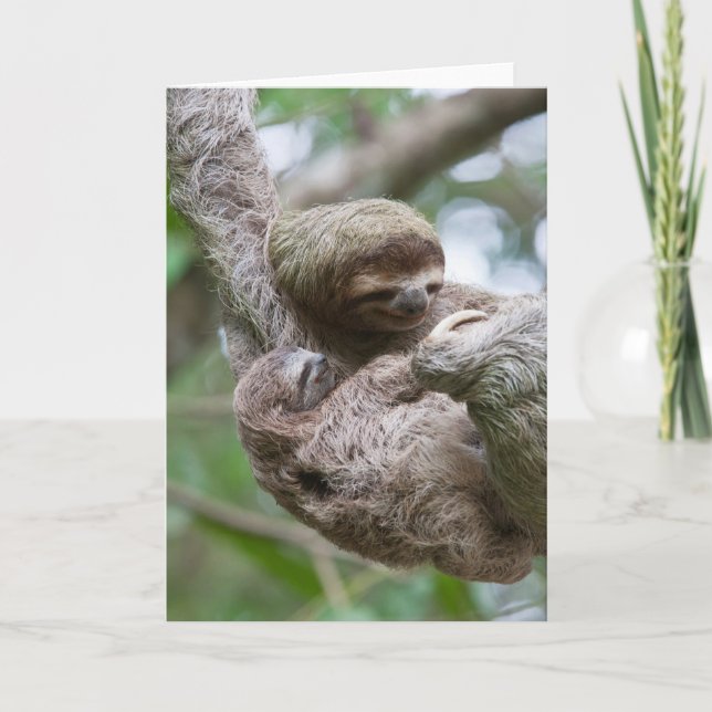 Sloth Baby mit Mutter Hänge von einem Baum Karte (Vorderseite)