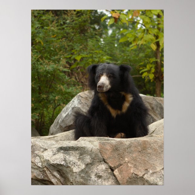 Sloth Bear Foto Poster (Vorne)
