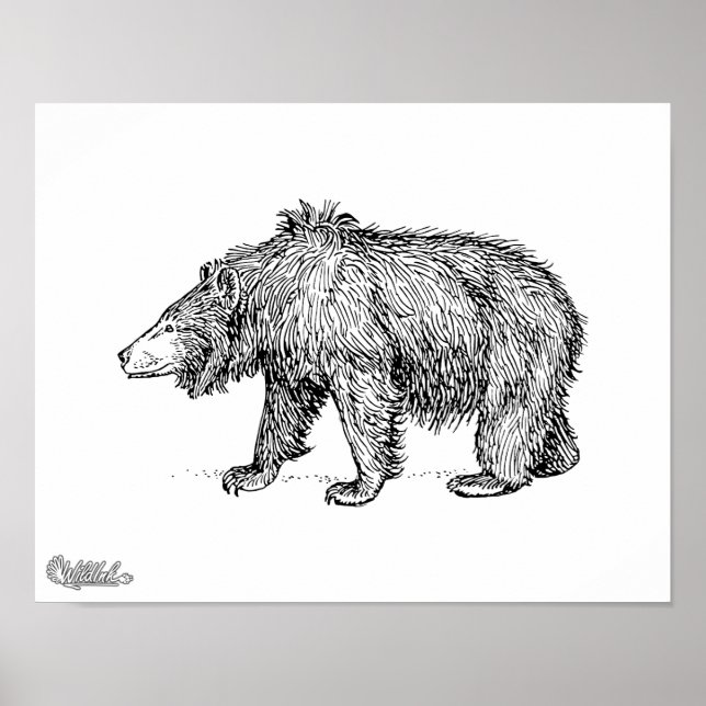 Sloth Bear Poster (Vorne)