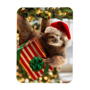 Sloth Bearing Geschenke Magnet