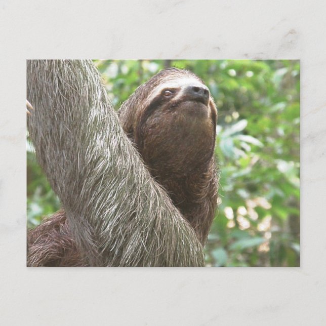 Sloth Climbing Postkarte (Vorderseite)
