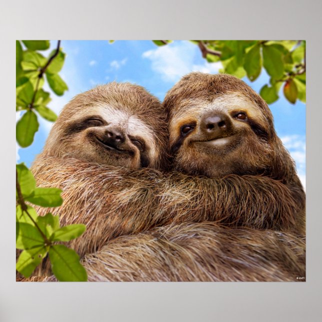 Sloth Couple Poster (Vorne)