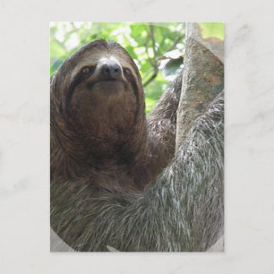 Sloth Foto Design Postkarte