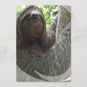 Sloth-Foto-Entwurfs-Einladung Einladung