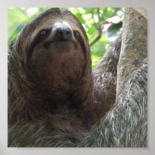 Sloth Foto Poster Print
