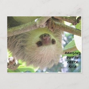 Sloth Hanging in Costa Rica Postkarte