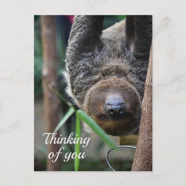 Sloth Hanging Out Edinburgh Zoo Denken Sie an Sie Postkarte (Vorderseite)