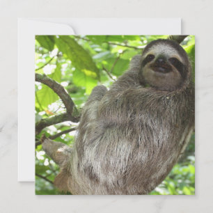 Sloth in Tree