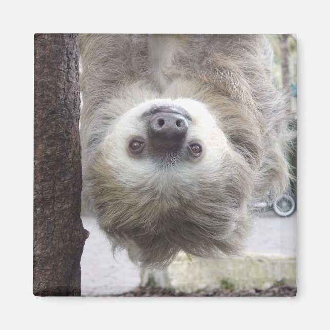 Sloth Magnet (Vorne)