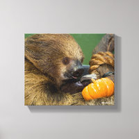 Sloth mit Pumpkin
