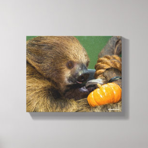 Sloth mit Pumpkin Leinwanddruck