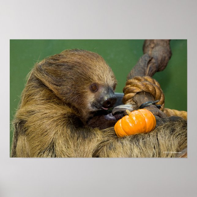 Sloth mit Pumpkin Poster (Vorne)