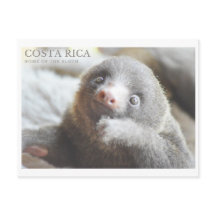 Sloth Postcard Costa Rica Souvenir