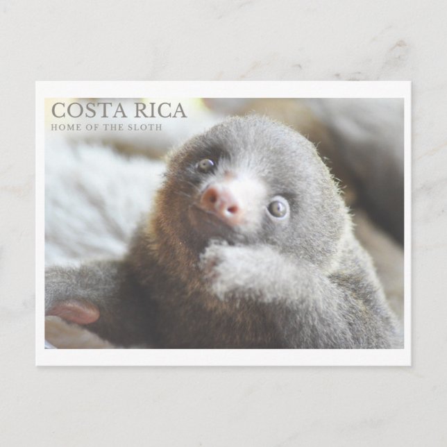 Sloth Postcard Costa Rica Souvenir  Postkarte (Vorderseite)
