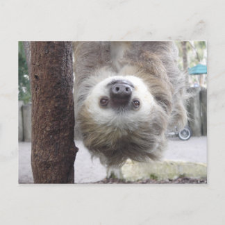 Sloth Postcard Postkarte