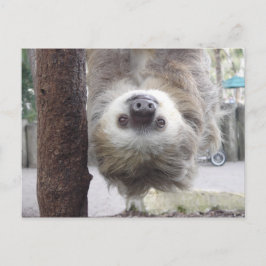Sloth Postcard Postkarte