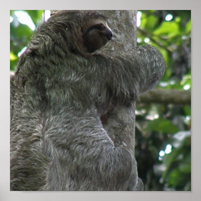 Sloth Poster (Vorne)