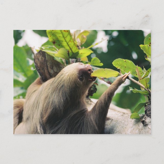 Sloth Postkarte (Vorderseite)