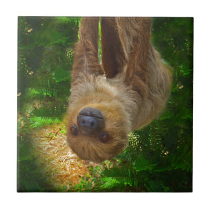 Sloth Rainforest Geschenke Fliese