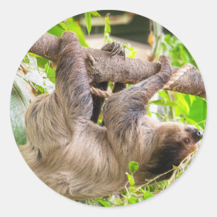 Sloth Runder Aufkleber