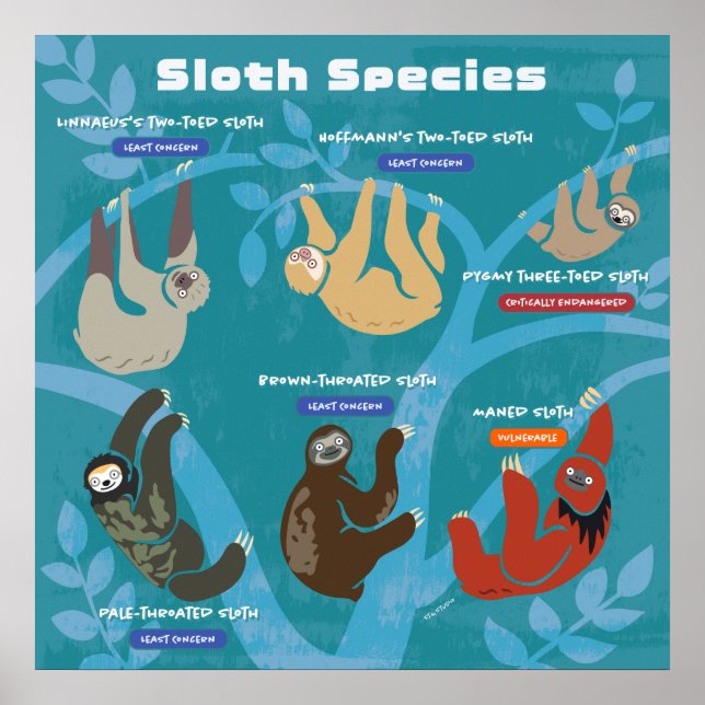 Sloth Species Art Poster (Vorne)