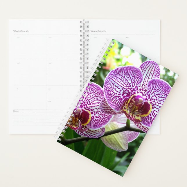 Sm Planer Lila gestreifte Orchideen (Anzeige)