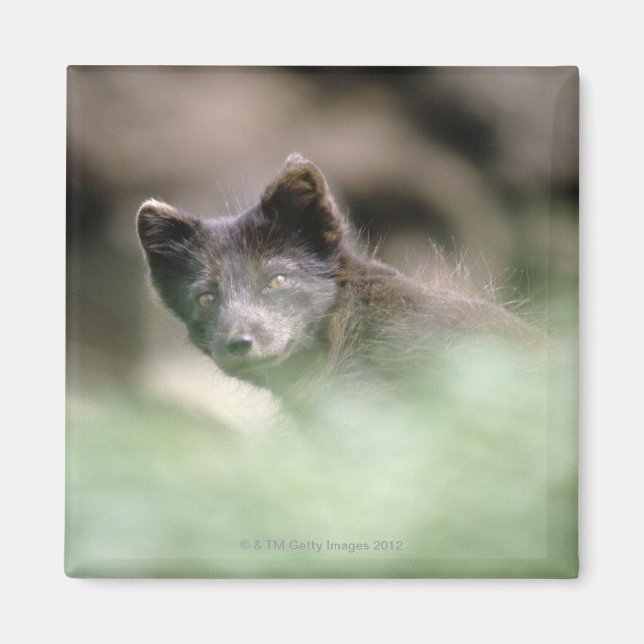 Small Black Wolf Magnet (Vorne)