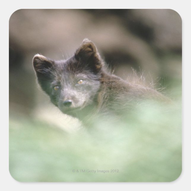 Small Black Wolf Quadratischer Aufkleber (Vorderseite)