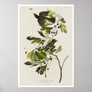Small Green Created Flycatcher von Audubon Poster