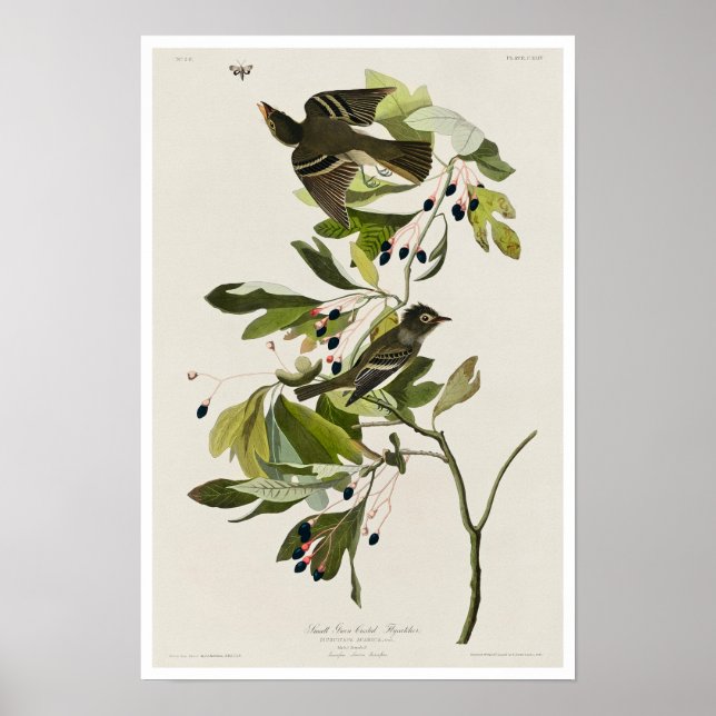Small Green Created Flycatcher von Audubon Poster (Vorne)