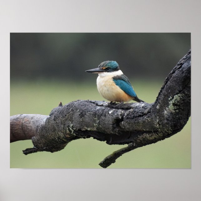 Small Kookaburra Bird Poster (Vorne)