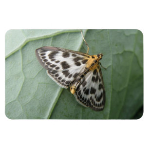 Small Magpie Moth Premium Magnet