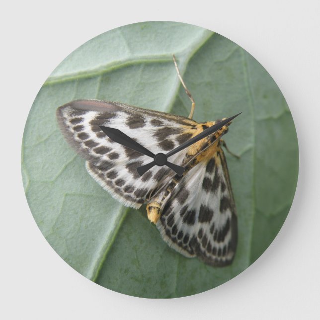 Small Magpie Moth Wall Clock Große Wanduhr (Vorderseite)