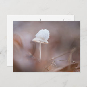 Small Mushroom Nature Photo Postkarte