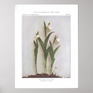 Small White Lady's Slipper - Cypripedium candidum Poster