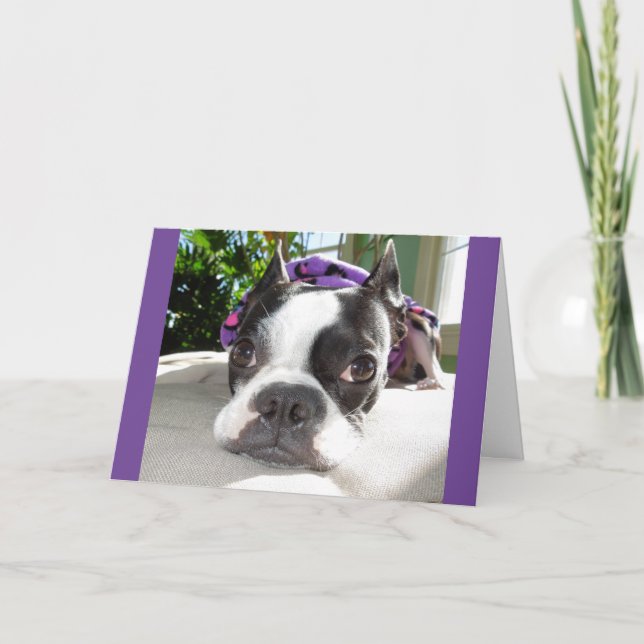 Smallish Nickerchen… oder ZWEI! Lola B. Boston Karte (Vorderseite)