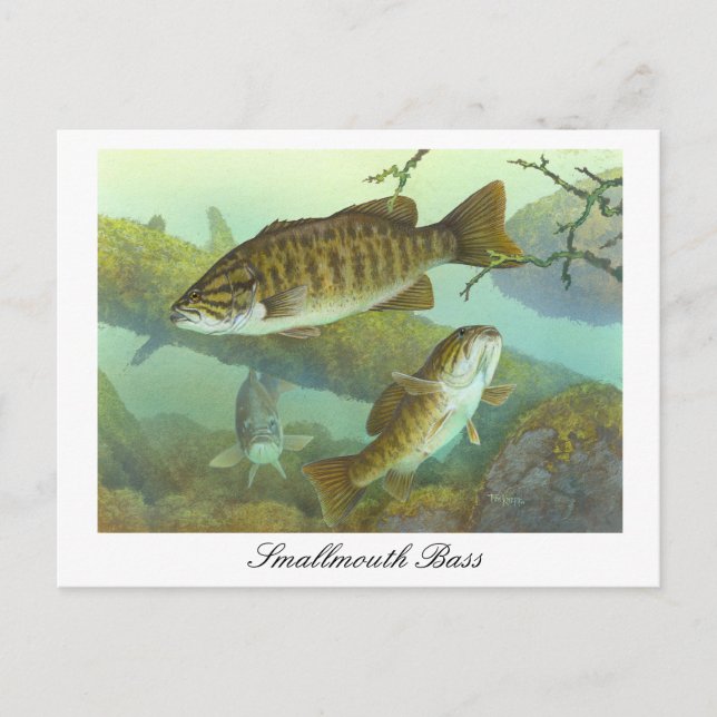 Smallmouth Bass Painting Postcard Postkarte (Vorderseite)