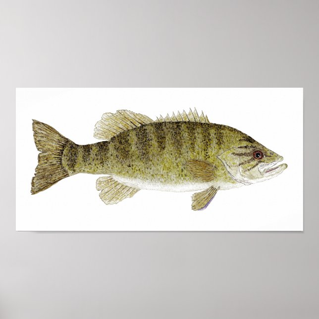 Smallmouth Bass Watercolor Poster (Vorne)