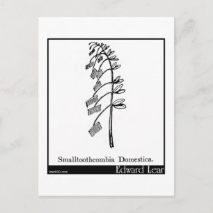 Smallzahncombia Domestica. Postkarte