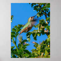 Smaragd-Flash: Kolibri in Bewegung