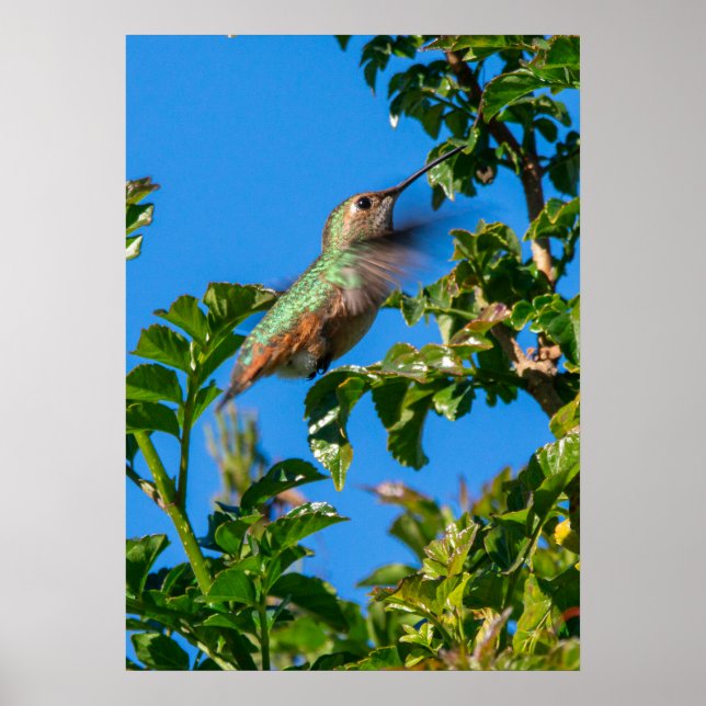 Smaragd-Flash: Kolibri in Bewegung Poster (Vorne)