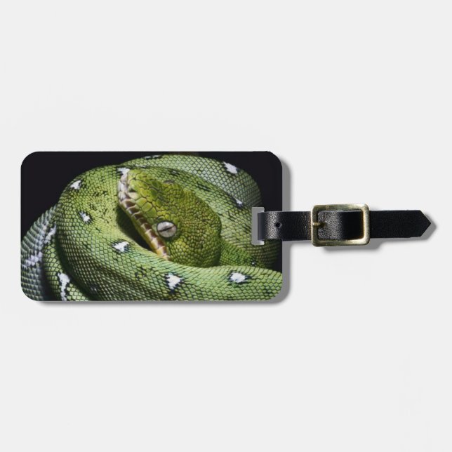 Smaragdboa der grünen Baumschlange in Bolivien Gepäckanhänger (Vorderseite horizontal)