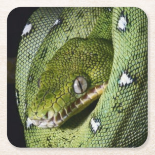 Smaragdboa der grünen Baumschlange in Bolivien Rechteckiger Pappuntersetzer