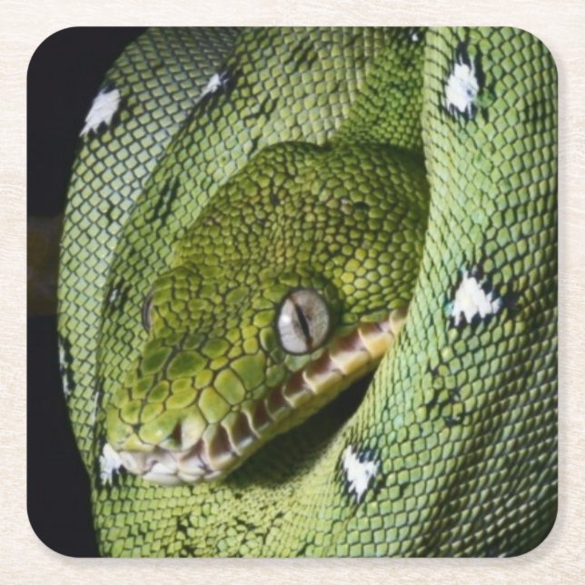 Smaragdboa der grünen Baumschlange in Bolivien Rechteckiger Pappuntersetzer (Vorderseite)