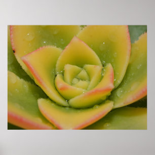 Smaragdgrüne Blüte: Das flüssige Juwel der Natur Poster