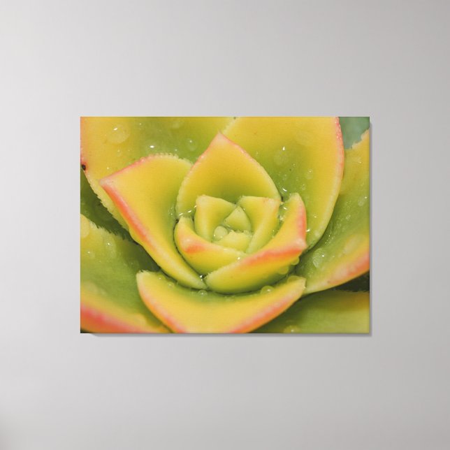 Smaragdgrüne Sukkulenten-Makro-Leinwand-Wandkunst- Leinwanddruck (Vorderseite)
